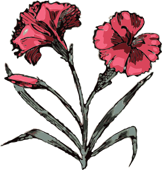 How To Set Use Carnation Illustration With Color Svg (570x598), Png Download