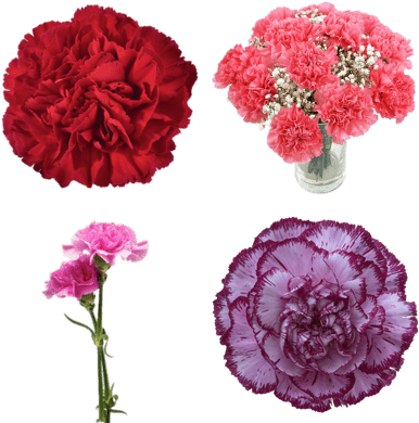 Carnation Blue Copernico (400x400), Png Download