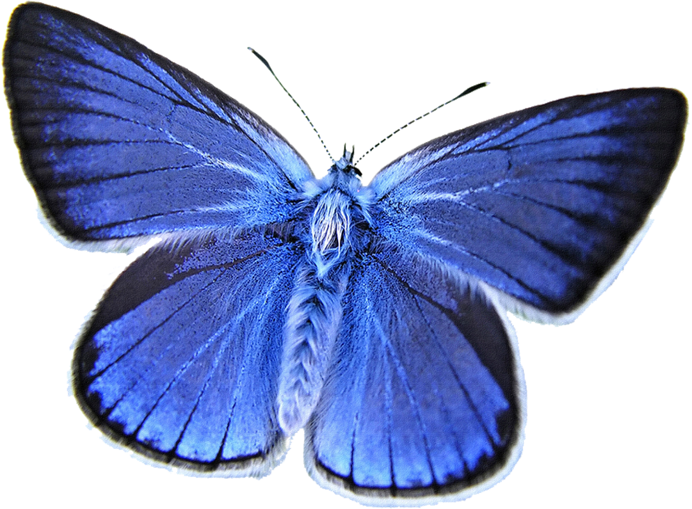 Vibrant Butterflies: Our Favorite Visitors To Flowers (1600x1020), Png Download