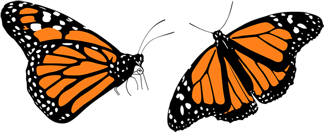 Mariposas Monarcas Png - Butterflies Clipart (700x293), Png Download