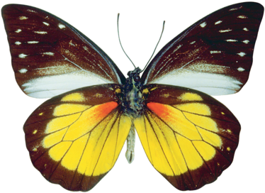 Imágenes Para Photoscape, Photoshop Y Gimp De Animales - Gif Mariposas Photoshop (500x333), Png Download