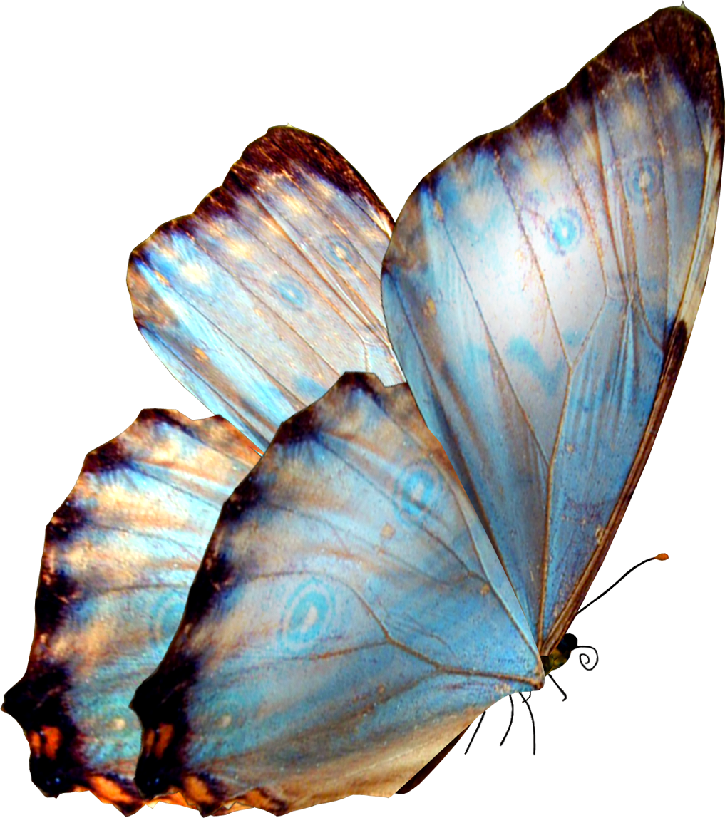 La Lengua De Las Mariposas - Butterflies Png (531x600), Png Download