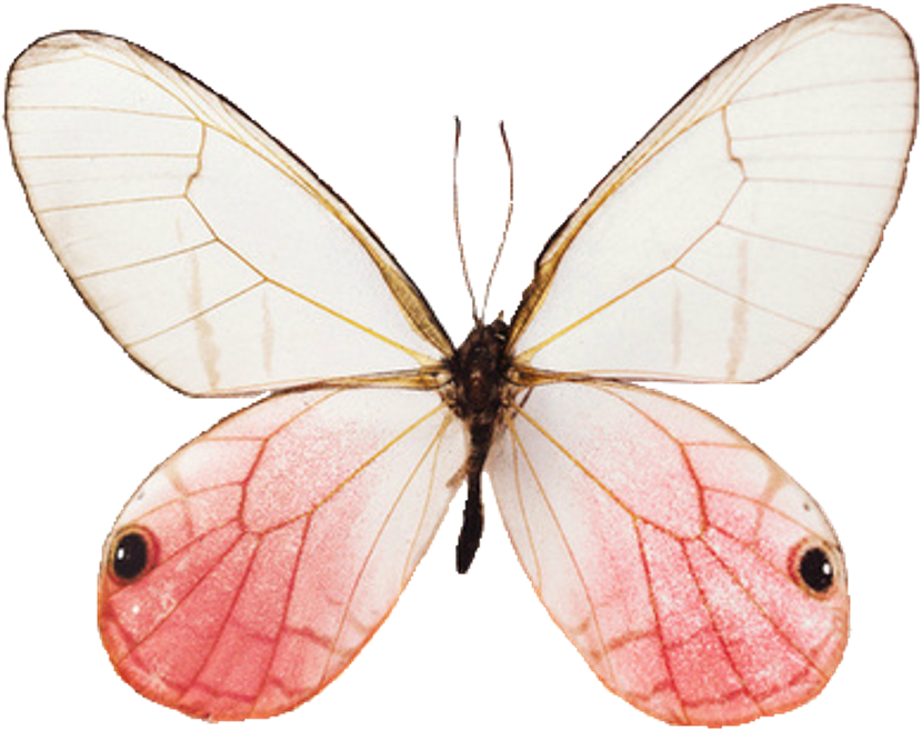 Tumblr Mariposa - Butterfly Aesthetic (1024x1024), Png Download