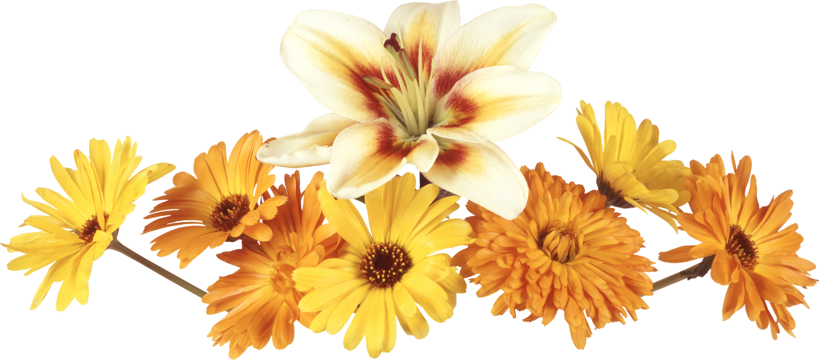 Mariposas Buscar Con Google - Картинки Не За (1600x705), Png Download