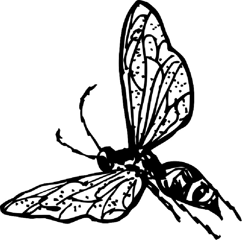 Grey - Wasp Clip Art (800x793), Png Download