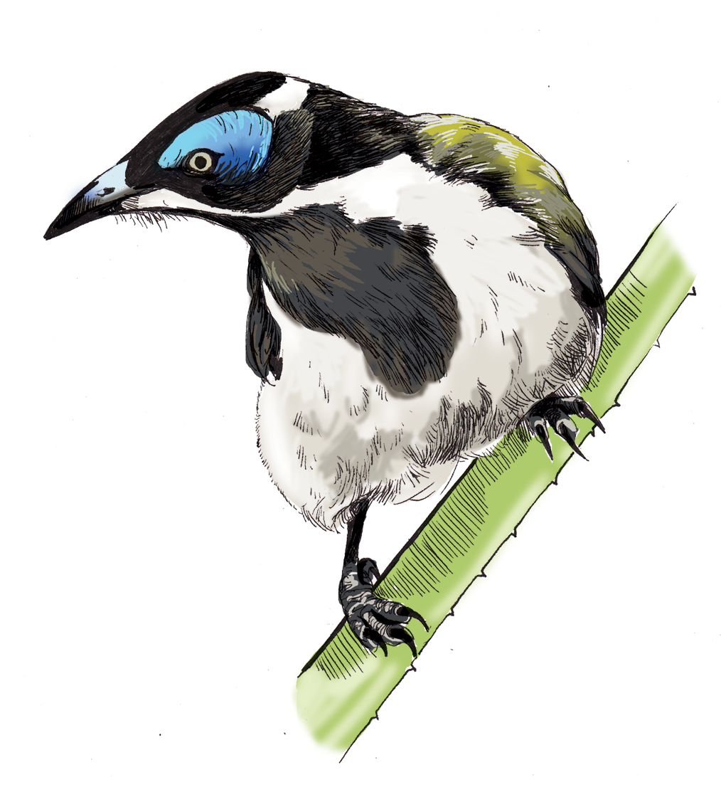 Illustrations For Any Media - European Swallow (1200x1304), Png Download