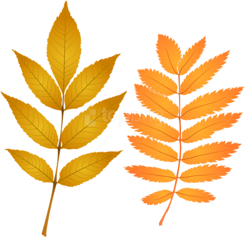 Free Png Download Fall Leaves Clipart Png Photo Png - Autumn (850x819), Png Download
