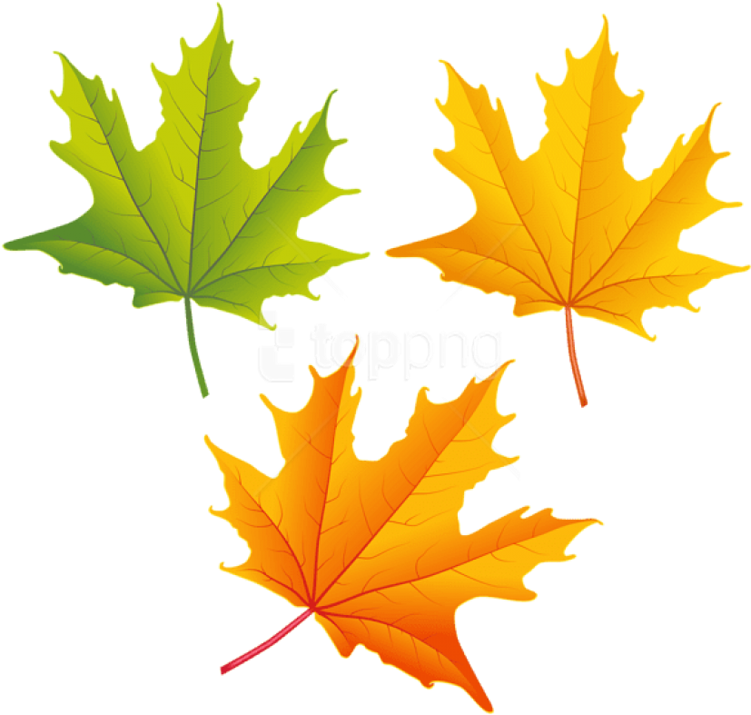 Free Png Download Set Of Autumn Leaves Clipart Png - Autumn Leaves Clipart Png (850x805), Png Download