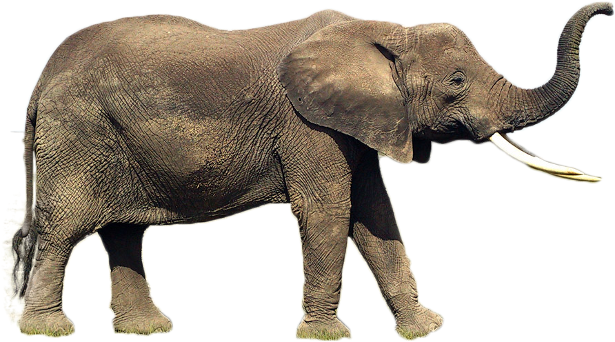 Elephant Png Image - Indian Elephant (1000x750), Png Download