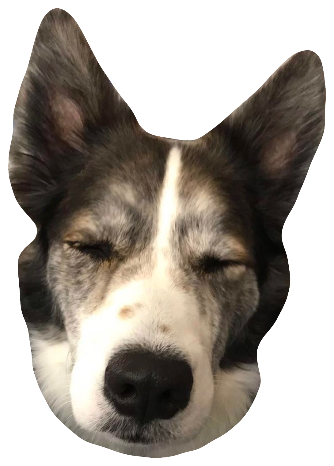 Click To Enlarge - Companion Dog (1237x1705), Png Download