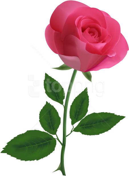 Free Png Download Pink Rose Clipart Clipart Png Photo - Pink Rose Transparent Background (480x667), Png Download