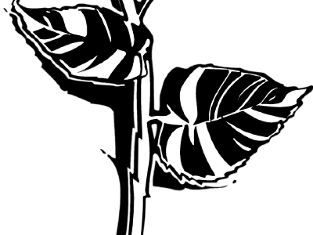 White Rose Clipart Png Format - Long Stem Rose (640x480), Png Download