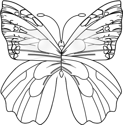 Flower Butterfly Black White Line Art 555px - Pieridae (555x782), Png Download