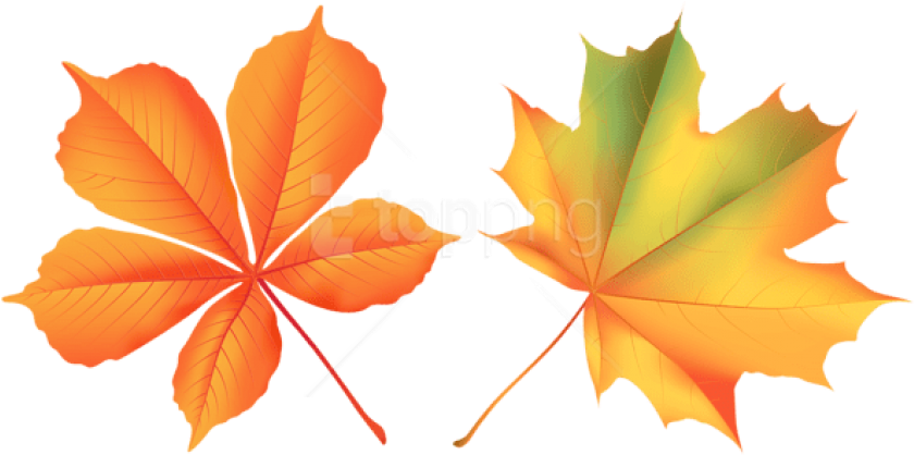 Free Png Download Autumn Leaves Clipart Png Photo Png - Maple Leaf (850x421), Png Download