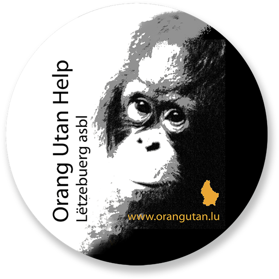 Orang Utan Hilfe Wanicare Cikananga - Orangutan (640x640), Png Download