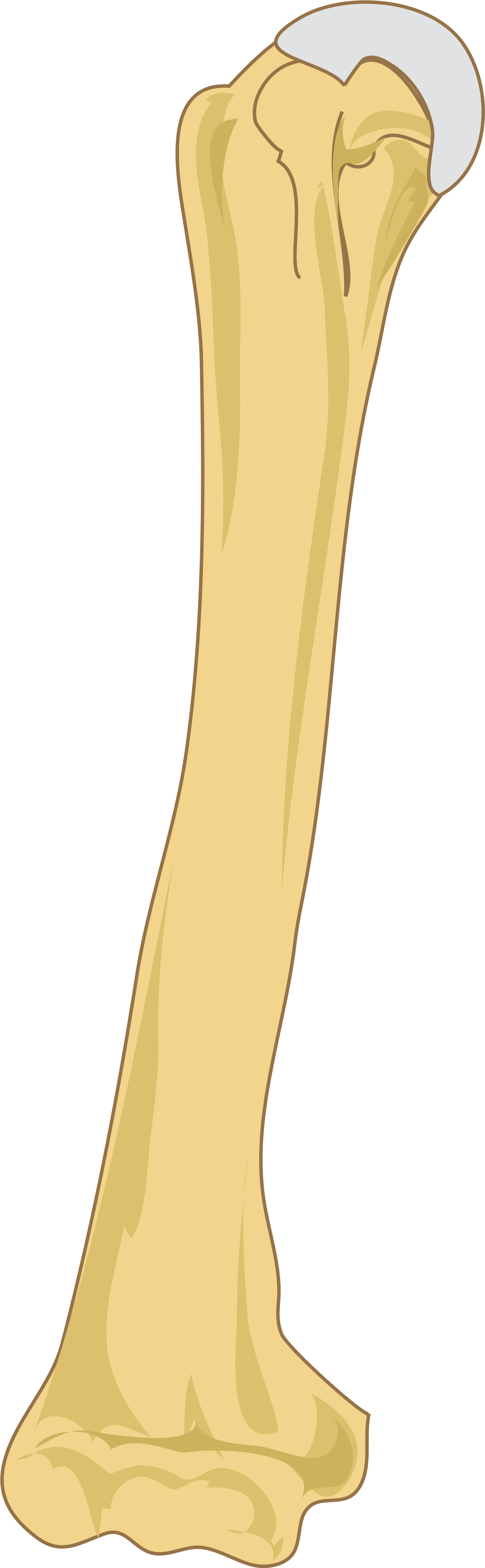 2000 X 6167 3 - Humerus Clipart (2000x6167), Png Download