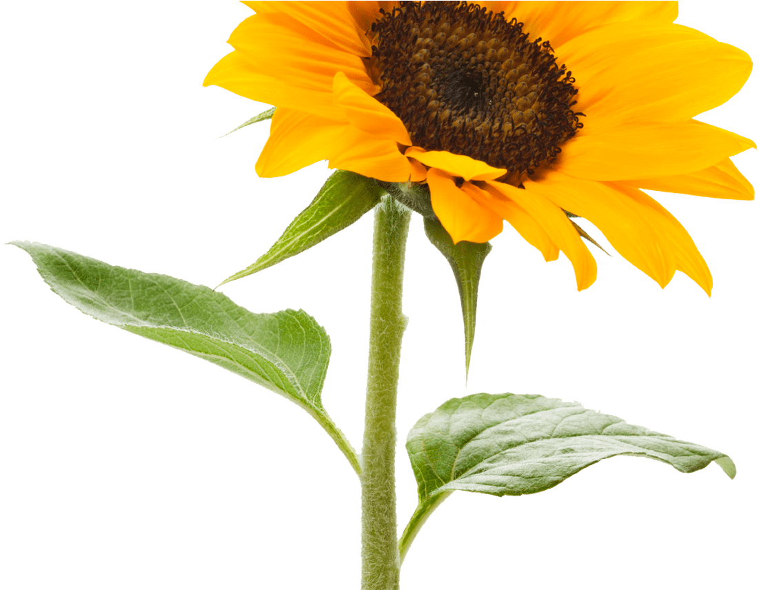 Sunflower Png Tumblr, Tumblr Transparent Sunflowers (1368x855), Png Download