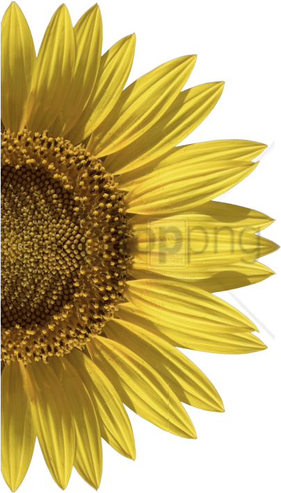 Free Png Sunflower Png Png Image With Transparent Background - Girasoles Para Invitaciones Png (480x720), Png Download