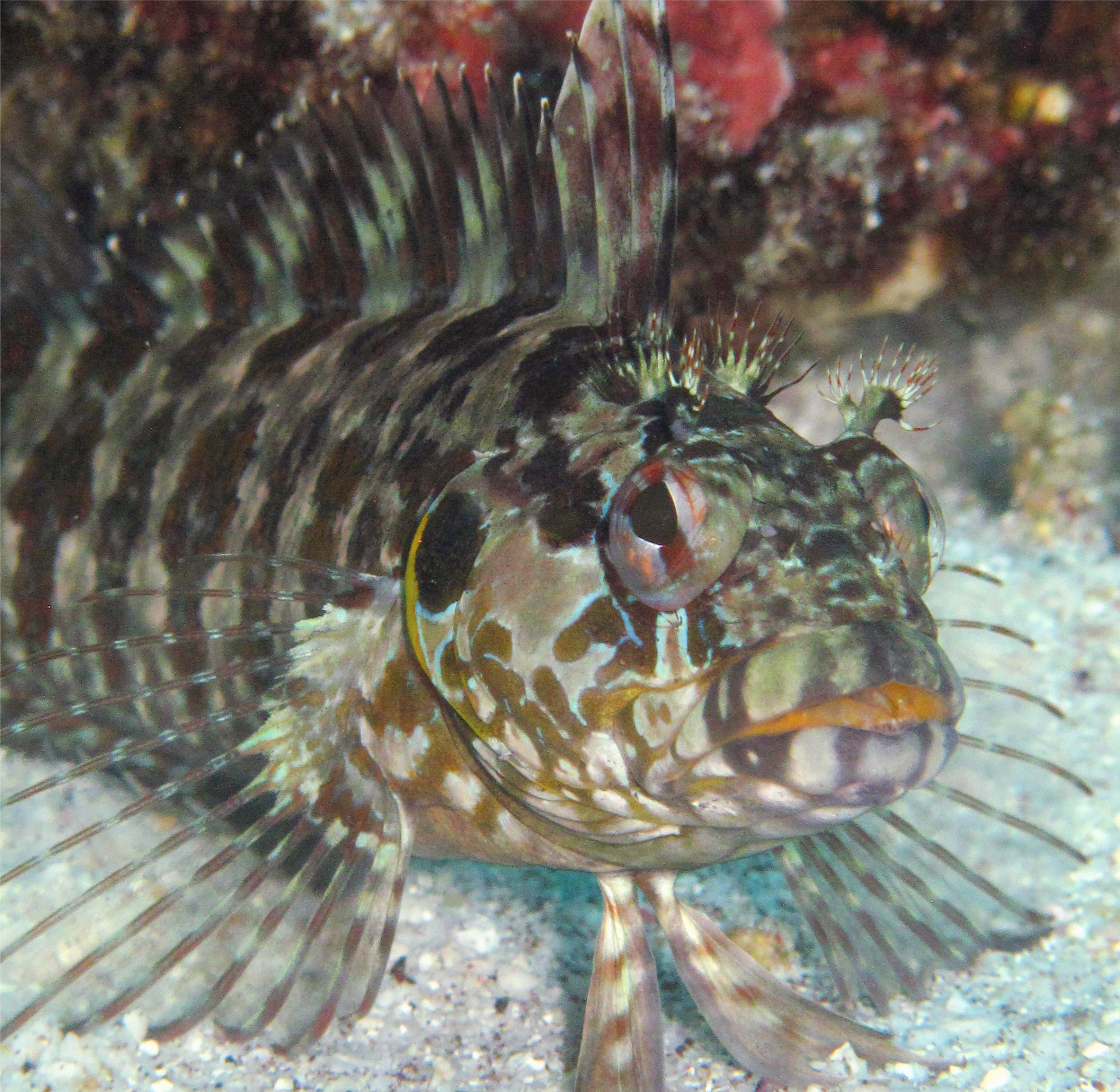 Khaled Bin Sultan Living Oceans Foundation (5280x2970), Png Download