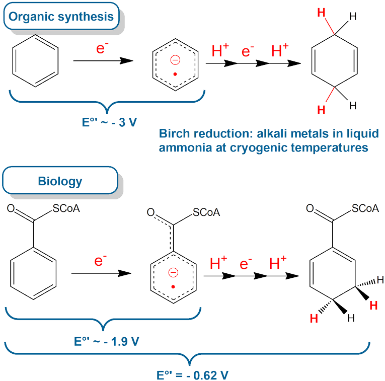 Birch - Diagram (768x764), Png Download