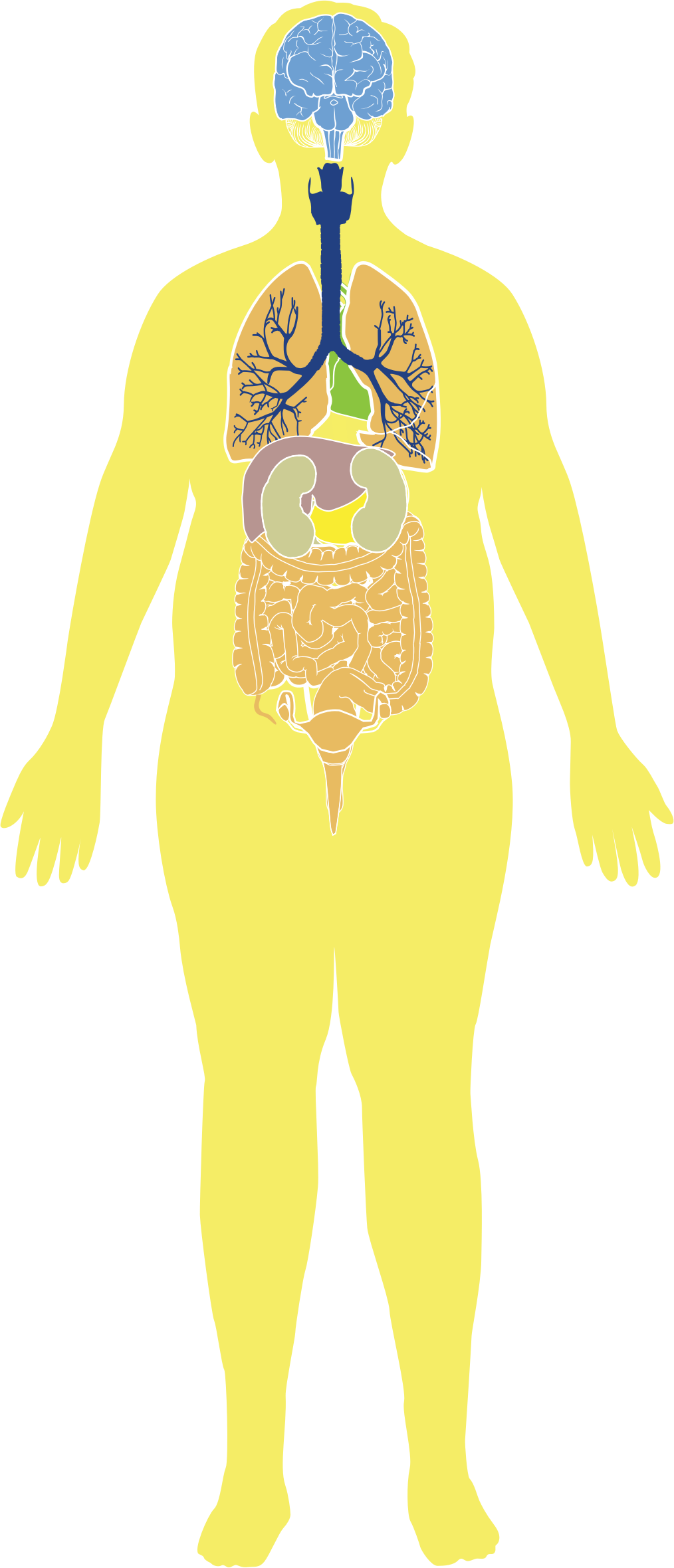 Big Image - Cartoon (1014x2360), Png Download