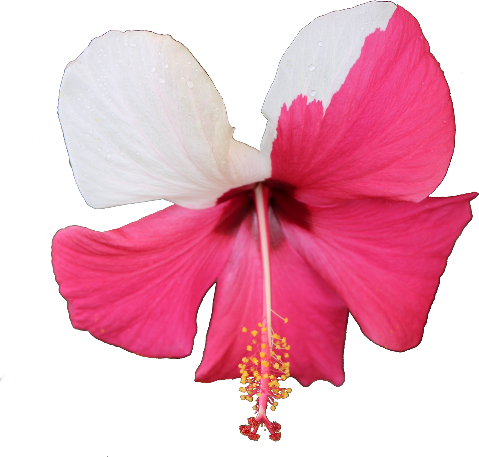Ibisco Roxa E Branca Com Fundo Transparente Png - Chinese Hibiscus (1600x1516), Png Download