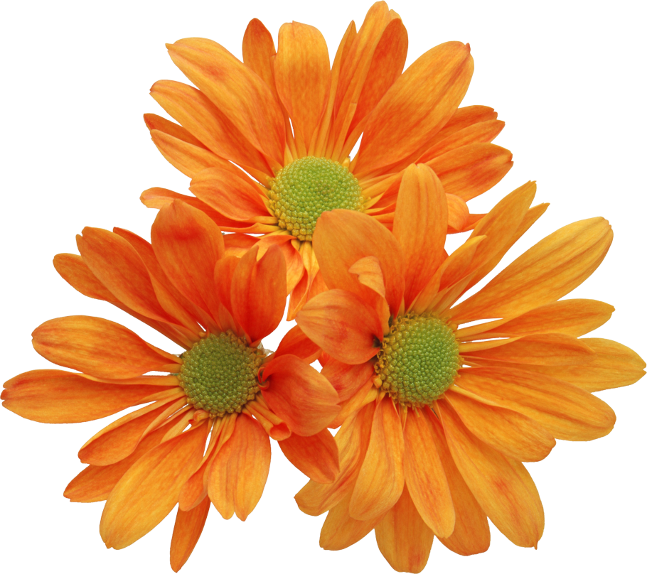 黄色菊花 - Real Flowers Clip Art (910x808), Png Download