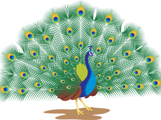 Peacock Clipart Peacock Dance - Peacock With White Background (640x480), Png Download