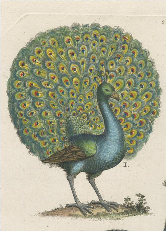 John Derian Art (800x800), Png Download