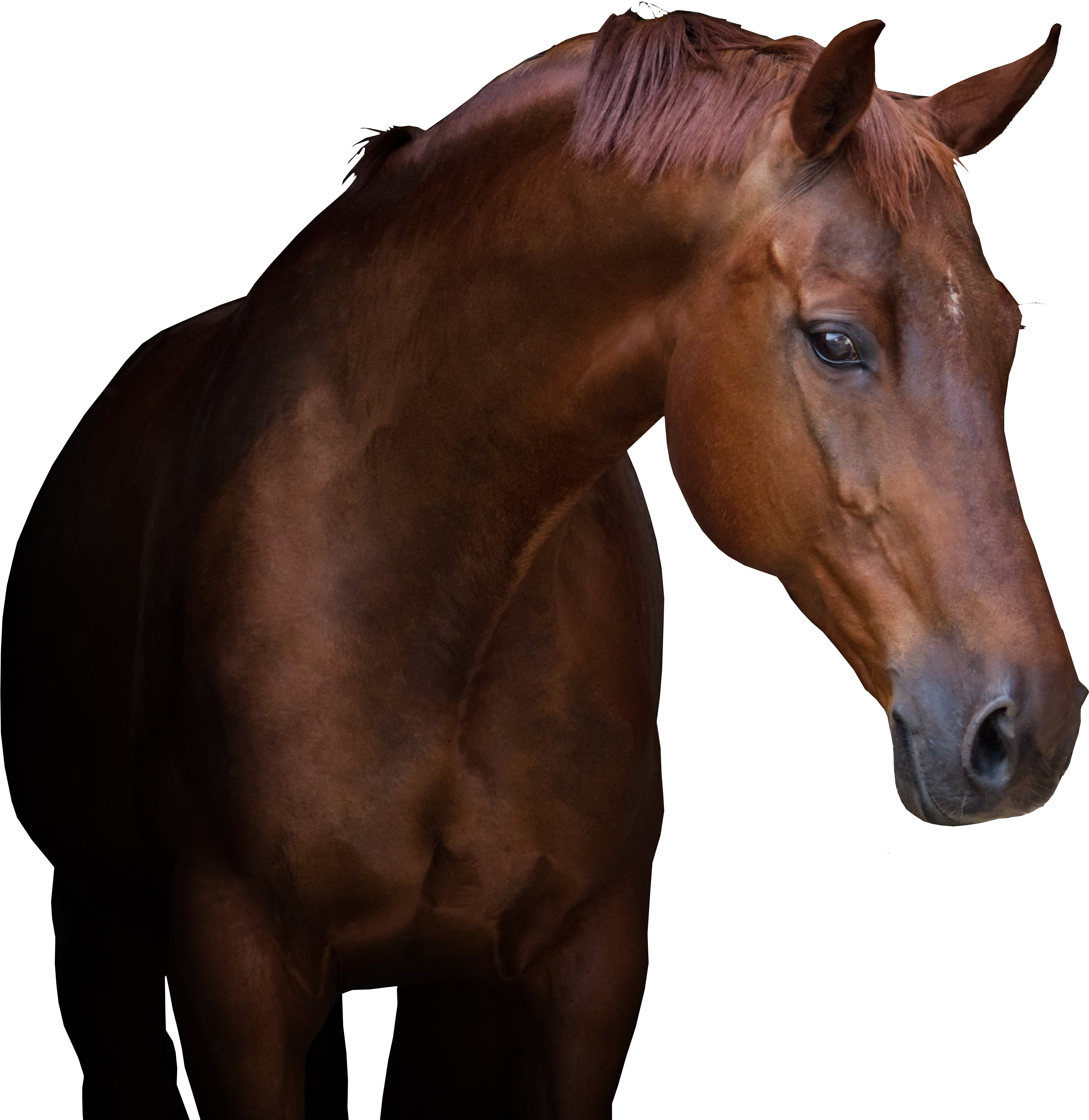 Equine Referral Hospital - Sorrel (5184x3456), Png Download