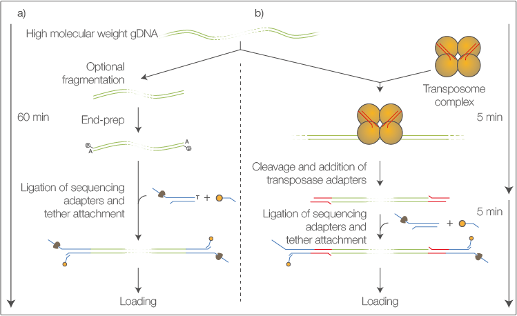 Versatile Sequencing Library Preparation Methods For - Diagram (749x458), Png Download
