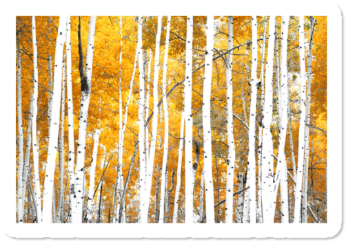 Color - Wood (650x650), Png Download