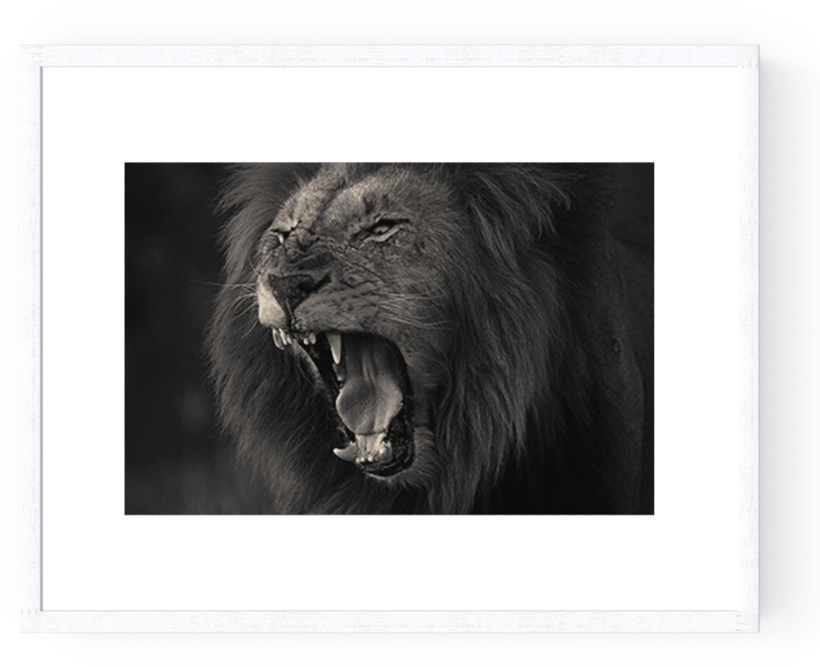 Photo Kruger Lion - Masai Lion (1000x666), Png Download
