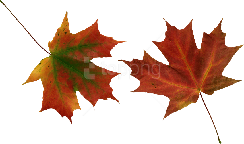 Free Png Autumn Leaves Png Images Transparent - Hojas De Otoño Png (850x501), Png Download