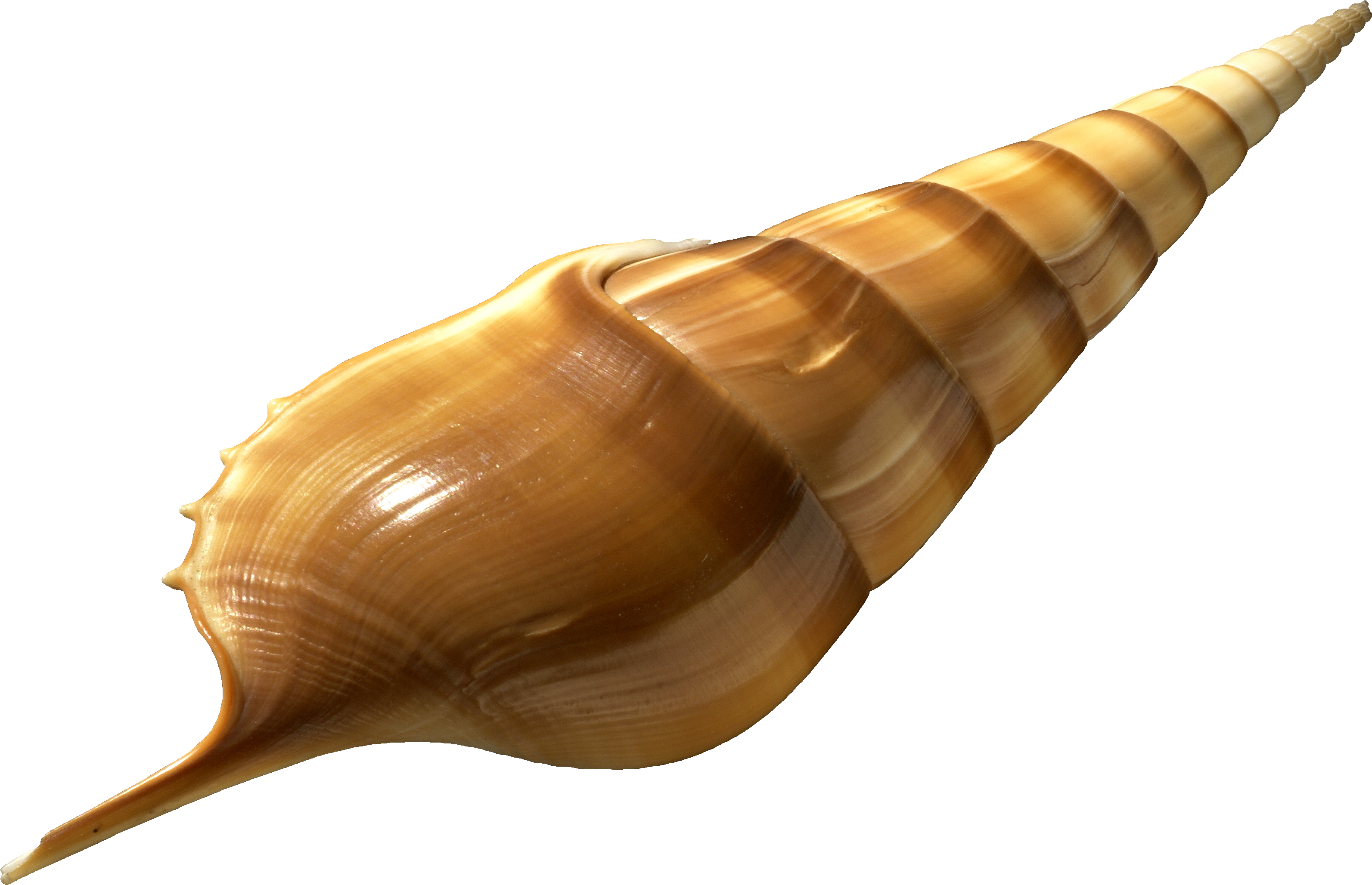 Tibia Insulaechorab Transparent - Transparent (3600x2700), Png Download