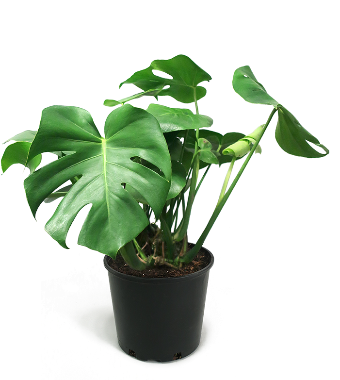Monstera Deliciosa Medium - House Plant Monstera Transparent (700x821), Png Download