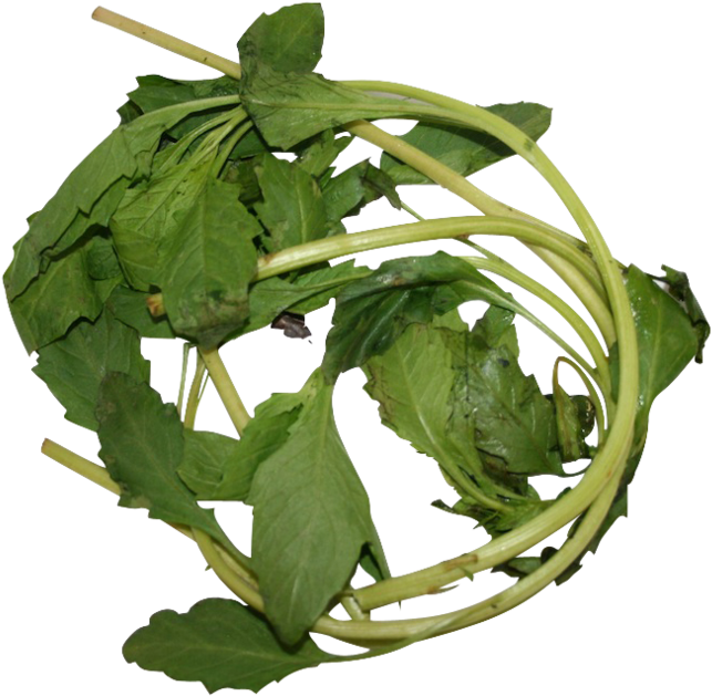 Apazote Fresh Herb - Leaf Vegetable (1000x663), Png Download