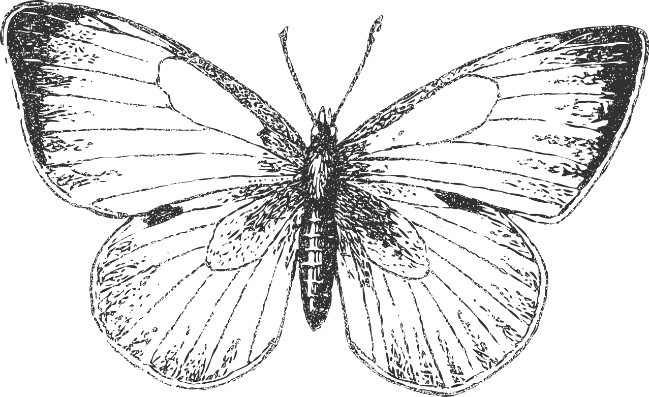 Butterfly - Short-tailed Blue (1277x781), Png Download