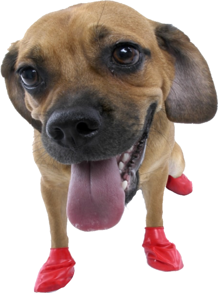Dog Sticker - Rubber Boots For Dogs (1024x995), Png Download