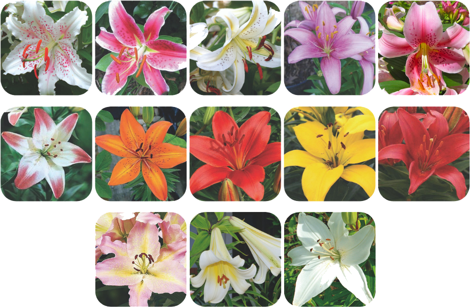 Lily Collage - Stargazer Lily (945x756), Png Download