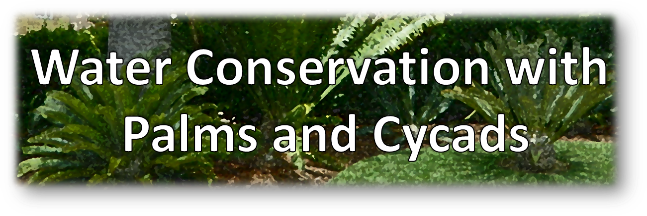 Thuya (1336x471), Png Download