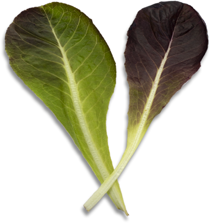 Baby Romaine - Chard (600x600), Png Download