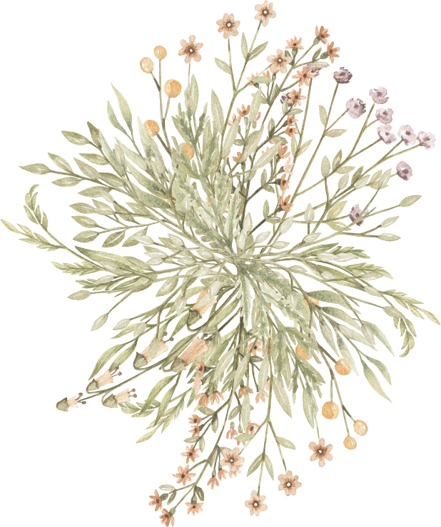 Flower Illustration - Grevillea 'moonlight' (618x739), Png Download