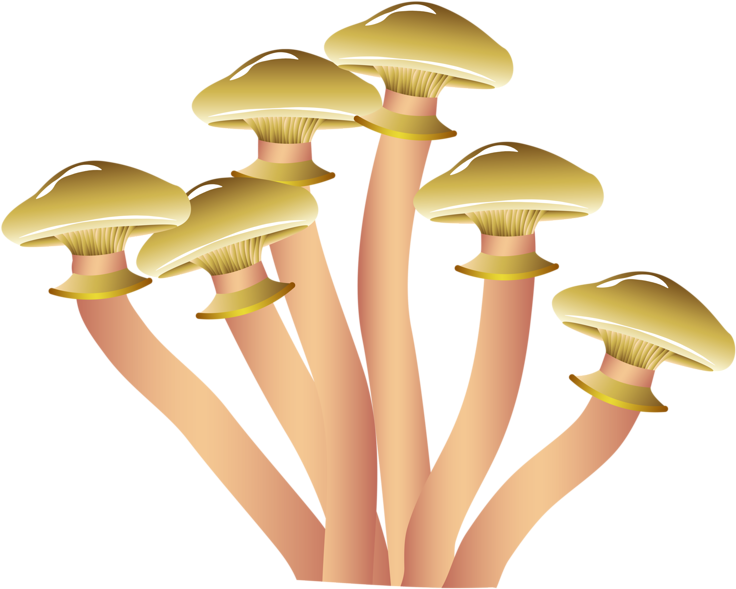 800 X 620 2 - Popular Mushrooms (800x620), Png Download