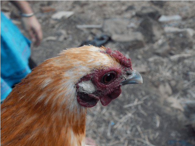 Rooster (638x638), Png Download