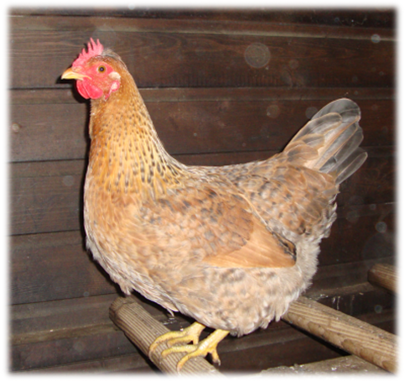 Rooster (800x800), Png Download