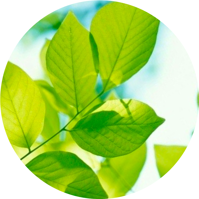 Dow Chemical Company - Sweet Birch (1000x1000), Png Download