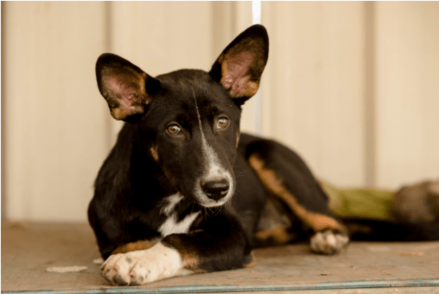 Photo Of Amber - Companion Dog (638x638), Png Download