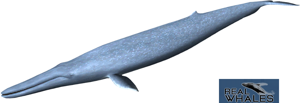Blue Whale Png - Blue Whale (979x597), Png Download