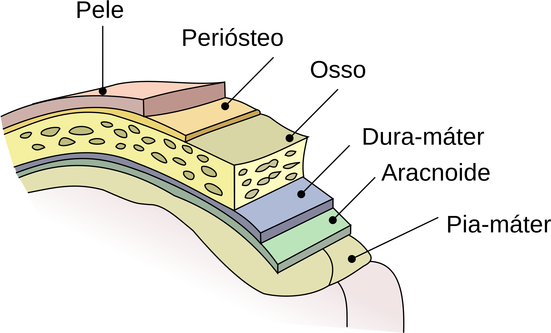 Layers Of Brain Tissue (2000x1256), Png Download